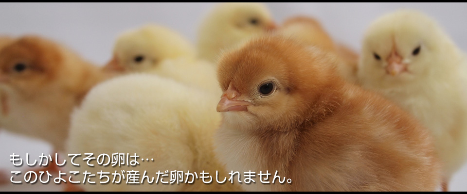 Ắ̗c ̂Ђ悱Y񂾗܂B