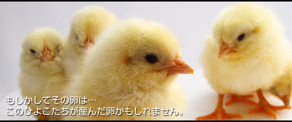 Ắ̗c ̂Ђ悱Y񂾗܂B