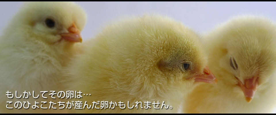 ���������Ă��̗��́c ���̂Ђ悱�������Y�񂾗���������܂���B