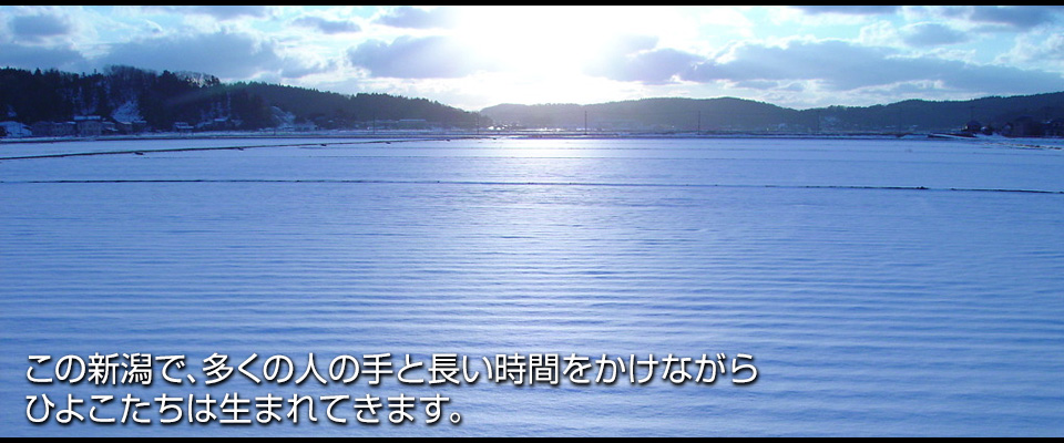 ���̐V���ŁA�����̐l�̎�ƒ������Ԃ������Ȃ���Ђ悱�����͐��܂�Ă��܂��B